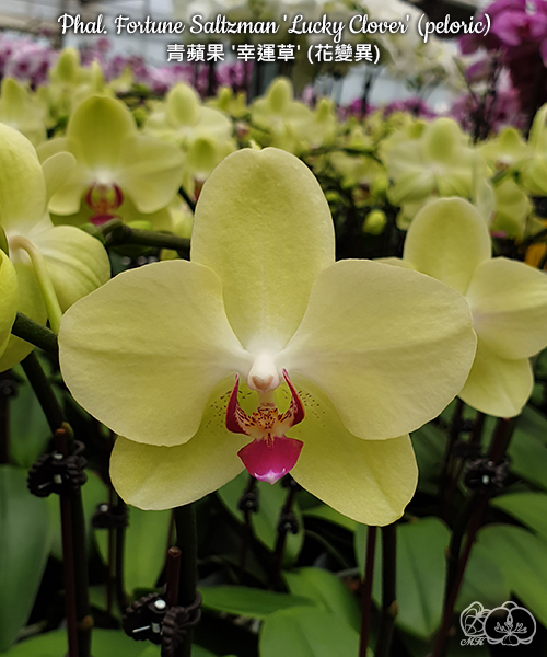 極上 明時代　花入　F-4 美琪園藝Miki Orchid - 品種詳細頁